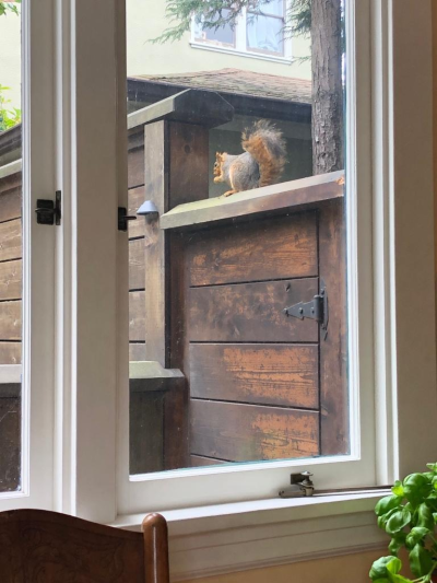 The girl that I like told me that she thinks she looks like a squirrel and she feels connected to them so when I see this guy outside my window I take a picture and send it to her to let her know her friend visited me. Ivy, 21, California, USA